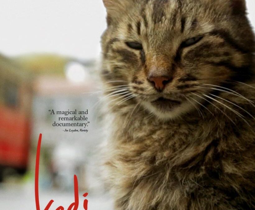 Mujeres cineastas en el Mediterráneo. Proyección de 'Kedi. Los gatos de Estambul'